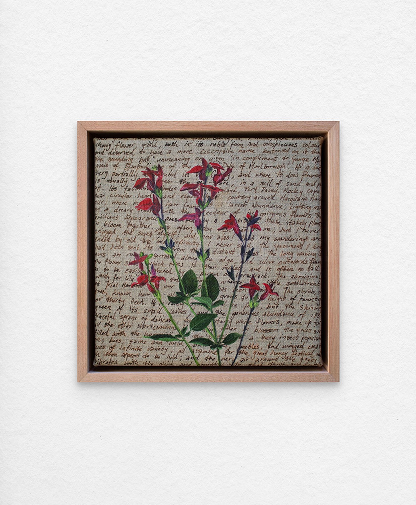 'An Ornamental Education – Scarlet Sage.' Synthetic polymer paint and acrylic ink on linen.
23 x 23 cm framed. $350 (+GST for Aust)