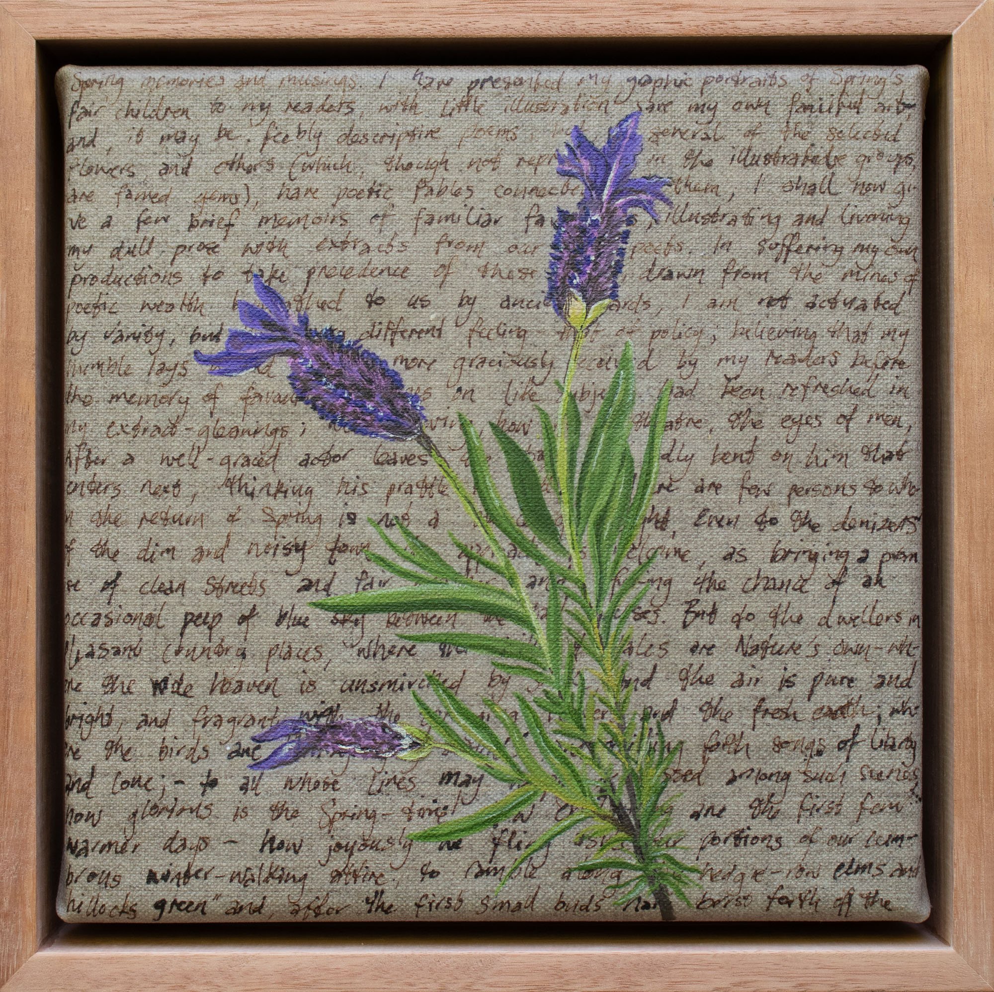 NETHERCOTE_Susan_AOE_Spanish Lavender.jpg