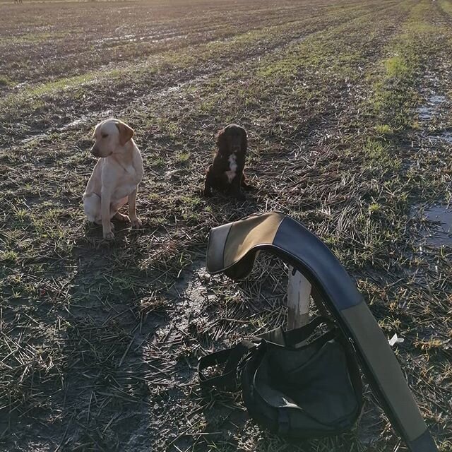 On the peg in Yorkshire #yorkshire #dogsonpegs #merlin #rickymoloneytrained