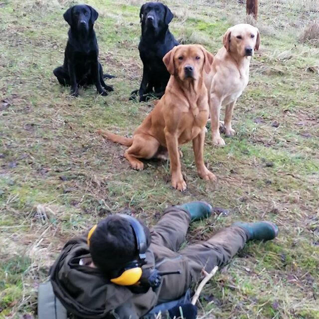 The end of the season #gameshooting #ribblesdalelabradors #yellowlab #britishstuddogs