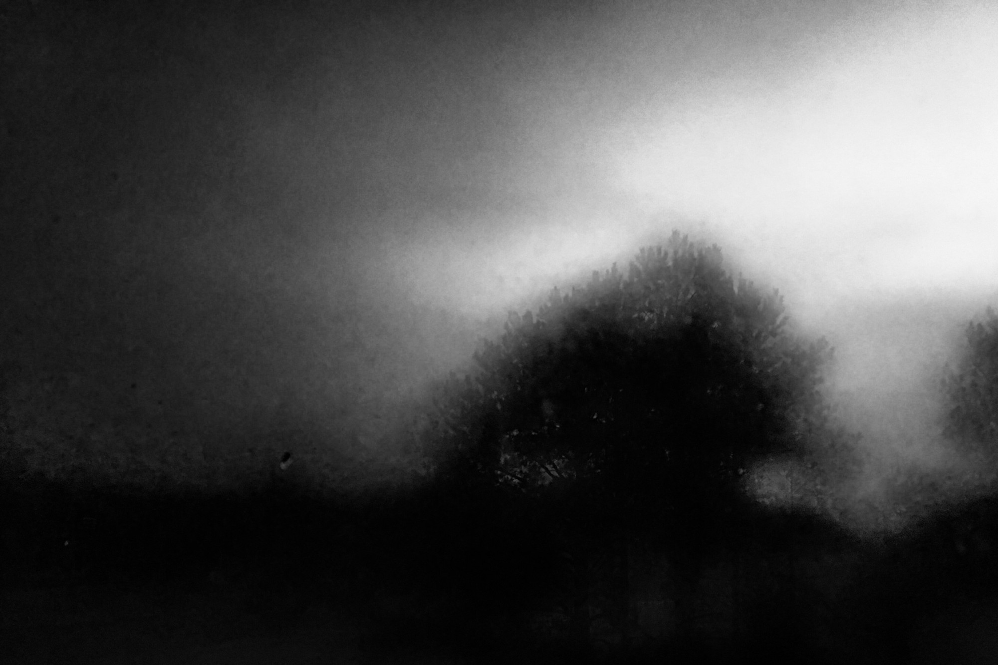 tree-in-fog