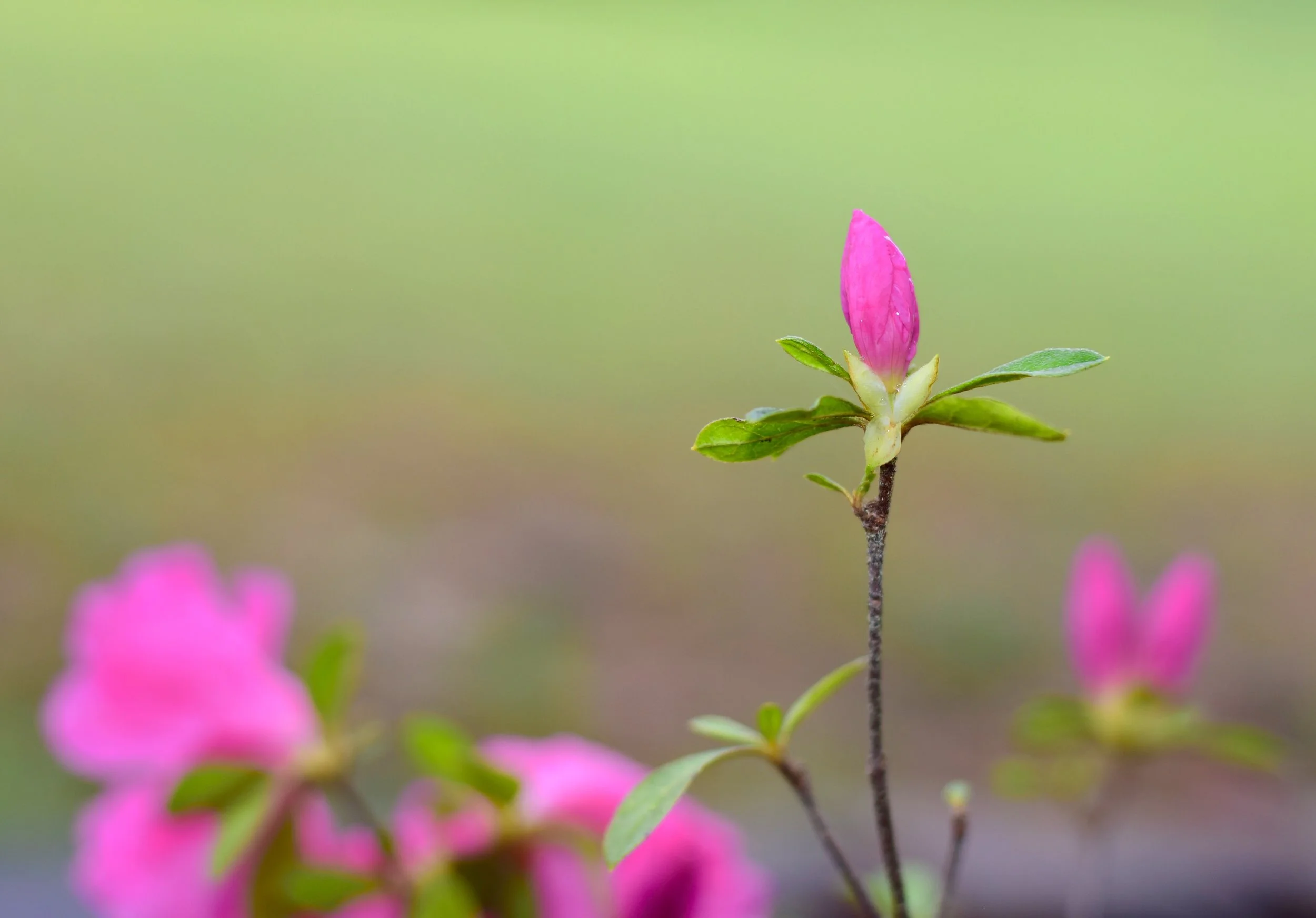 azaleas-spring-2016-b