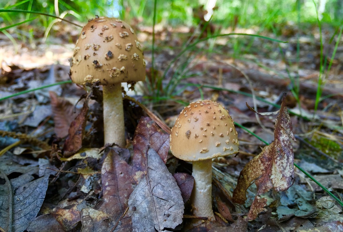 mushrooms-summer