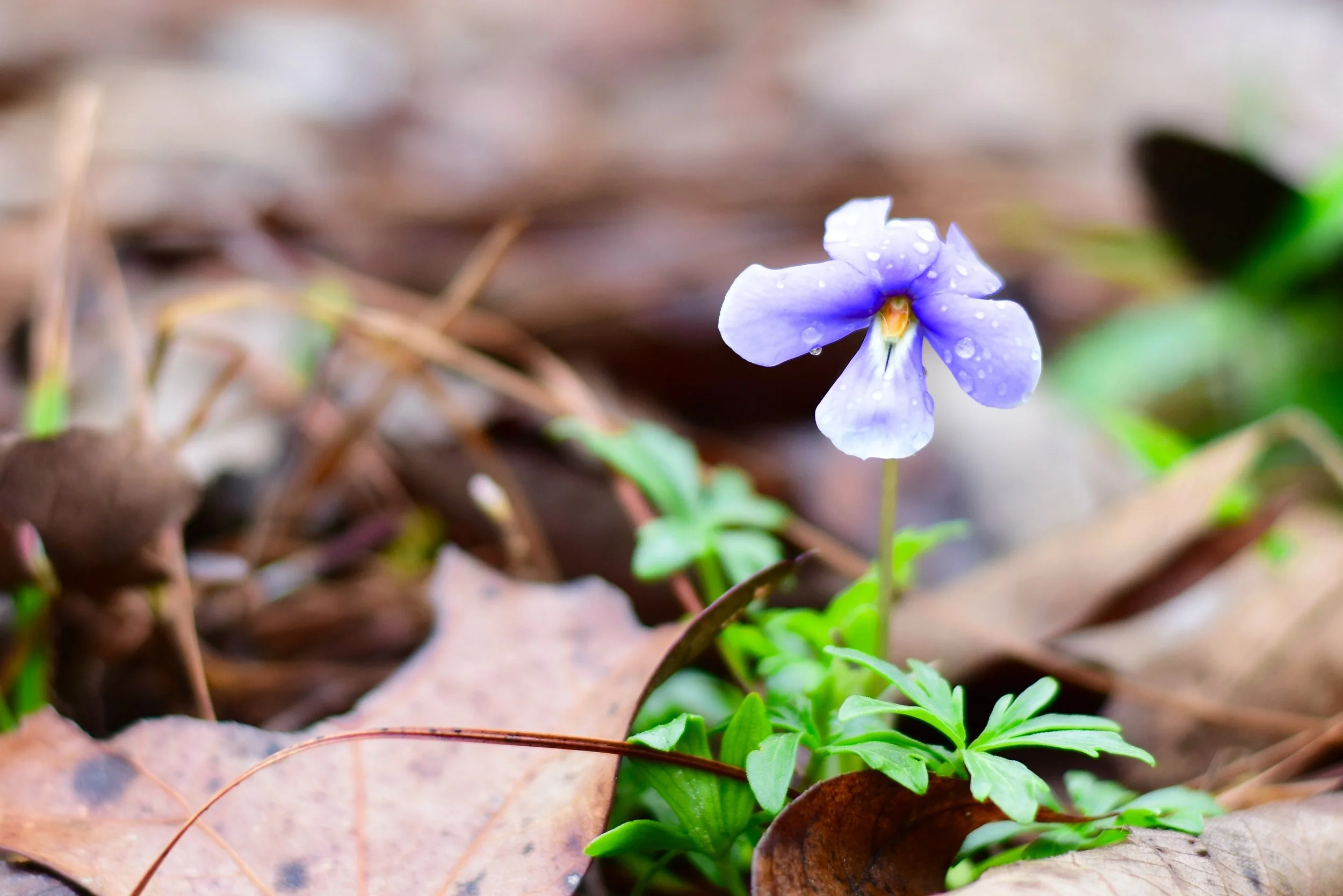 wild-flower-spring-2016-a