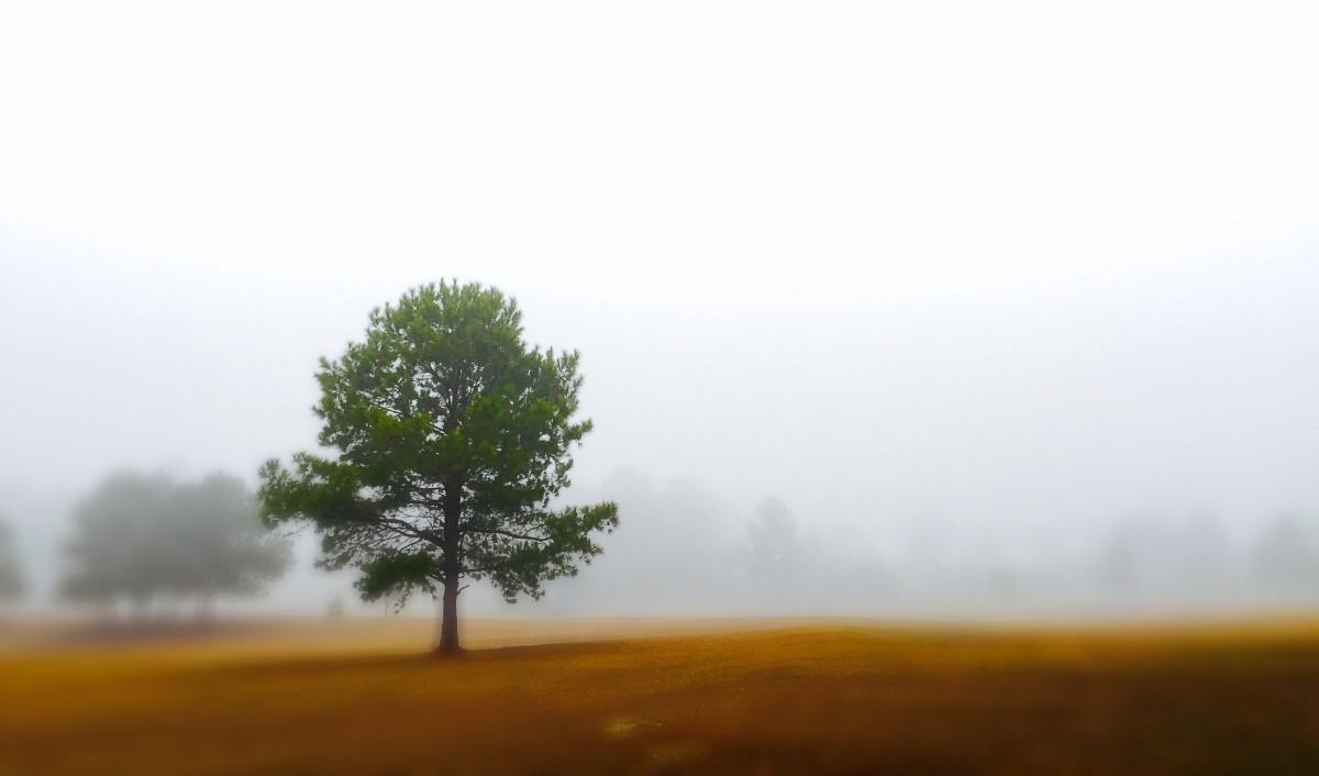 Foggy View