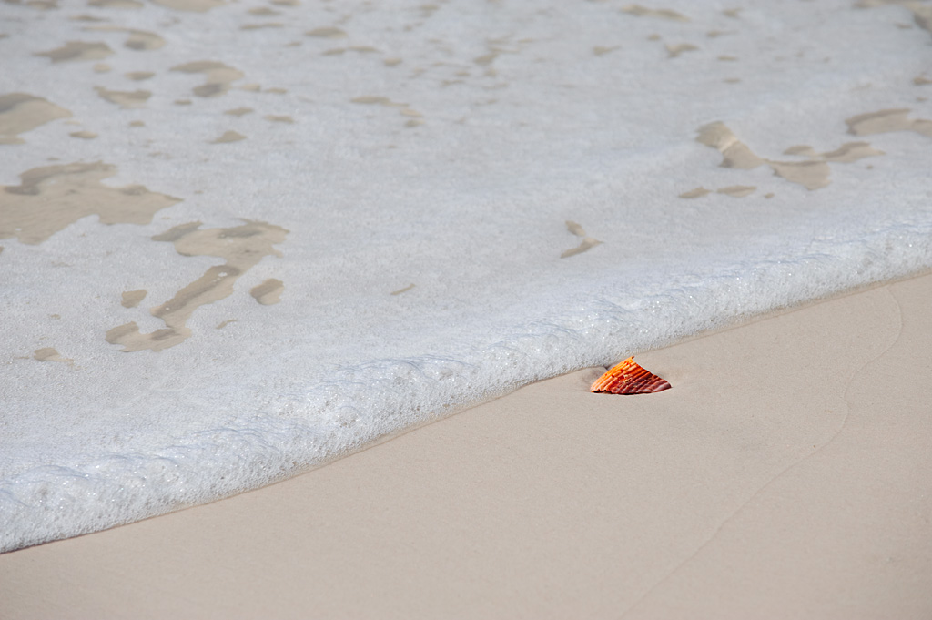 d7b_3513-edit-shell.jpg