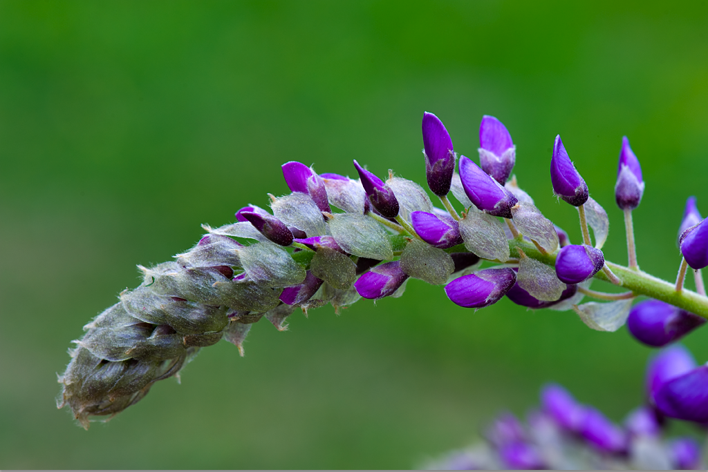 wisteria-in-bloom.png
