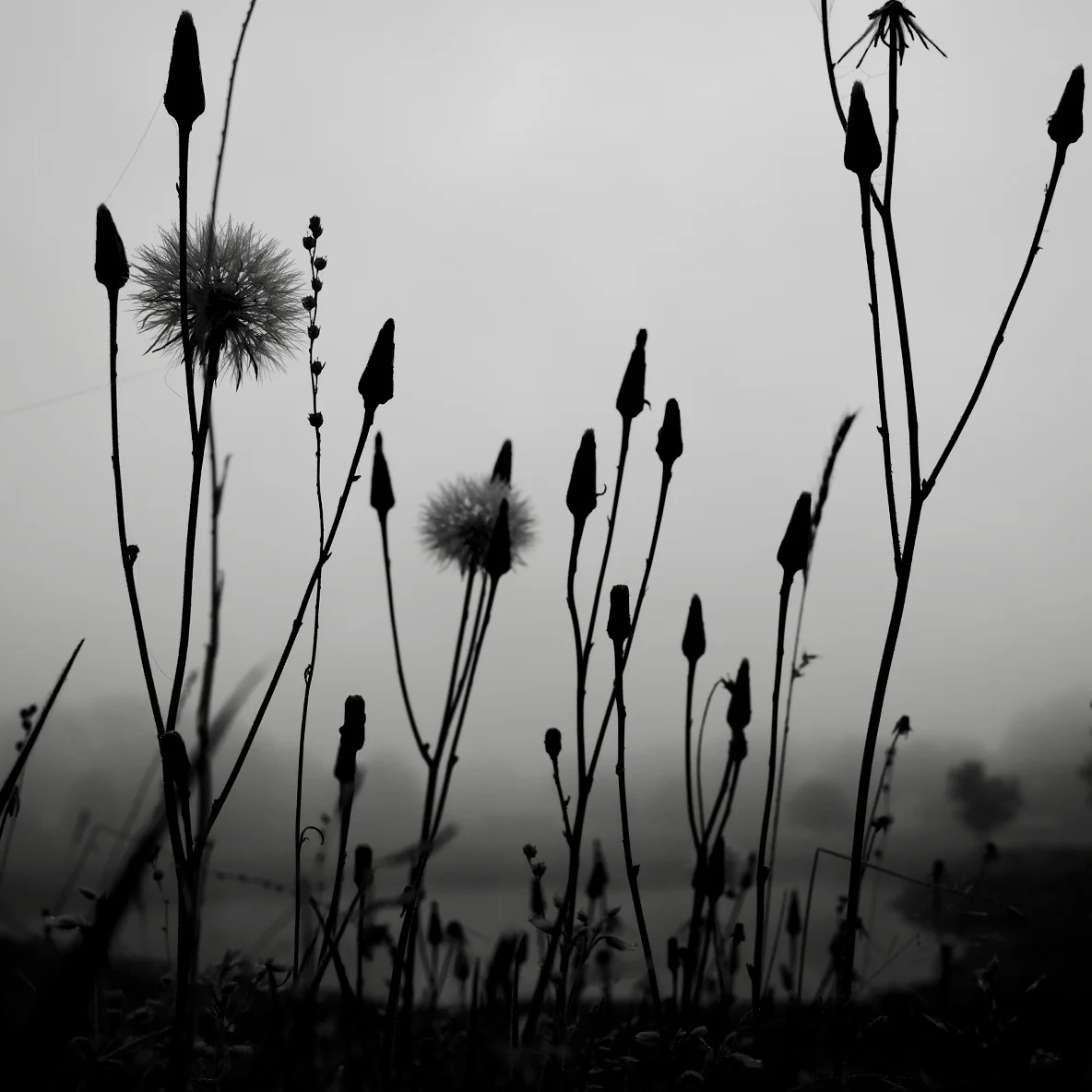Foggy Weed