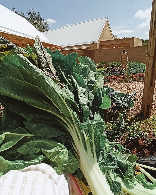 Freshly harvested produce from the garden at Columba Leadership Academy just down the road from us, Our agro-ecology team in collaboration with PlantNation led this project and it is looking absolutely stunning. Soon we'll have our very own farm up a