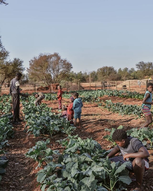 The allotment farm has become more than just a farm for harvesting organic produce; it has become a meeting point for both casual conversations and knowledge-sharing around organic agriculture to take place. .
#farming #agriculture #organicfarming #o