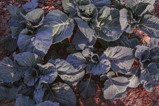Blue cabbage from our allotment farm. ⁠#farming #agriculture #organicfarming #organicproduce #agroecology #communityfarming #communityengagement #cradleofhumankind #johannesburg