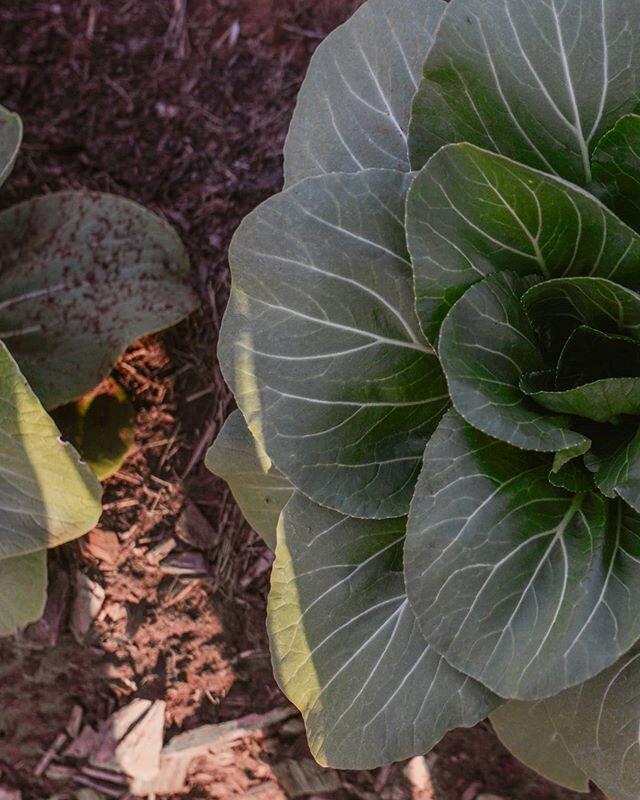 Our pak choi's are growing strong in the garden. This member of the cabbage family has a number of names, including pak choi, bok choy, horse's ear, Chinese celery cabbage and white mustard cabbage. The texture is crisp and the flavour is somewhere b