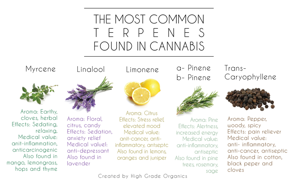 terpsincanna.jpeg
