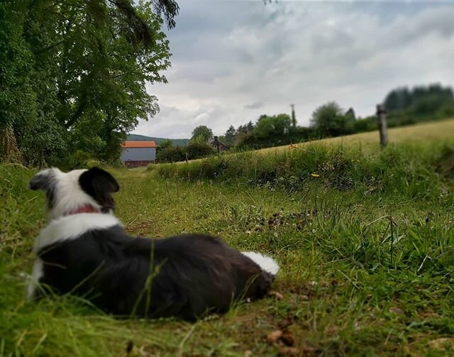New horizons surround - if we only recognise them...
☀️
#pensive #life #goals #changes #love  #opportunity #followyourdreams #thetimeisnow #challenge #nofear #makeithappen #collie #dogsofinsta #girlsbestfriend #brave #honest #true #livethedream #life