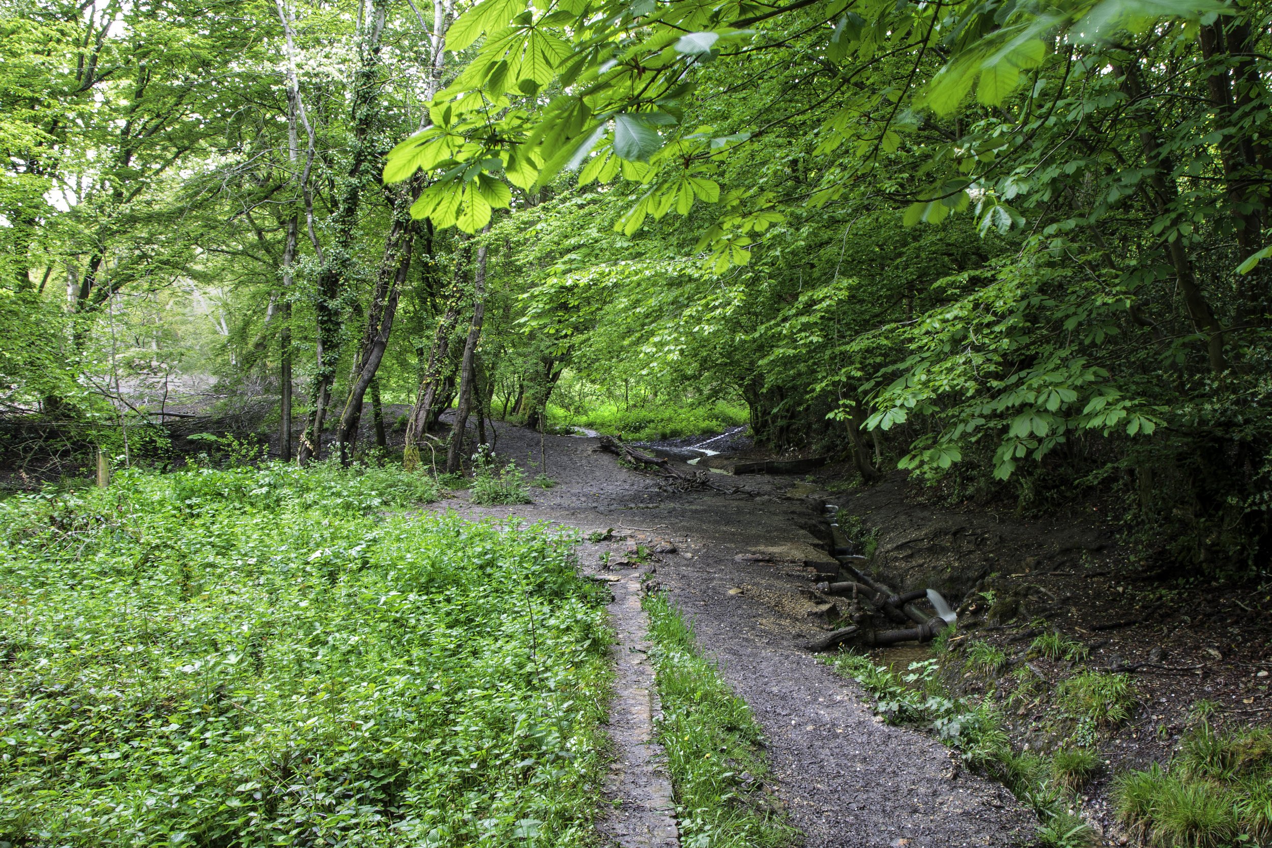 Buell Spring #3