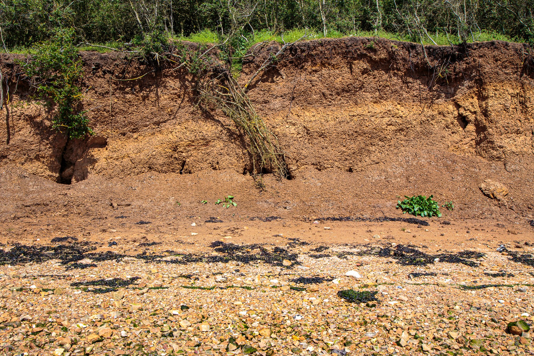 Althorne Cliffs #1