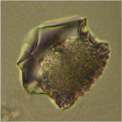 phytolith dating