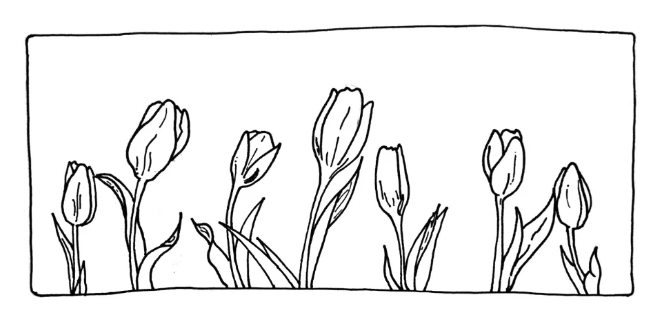 Tulips+Header.jpg
