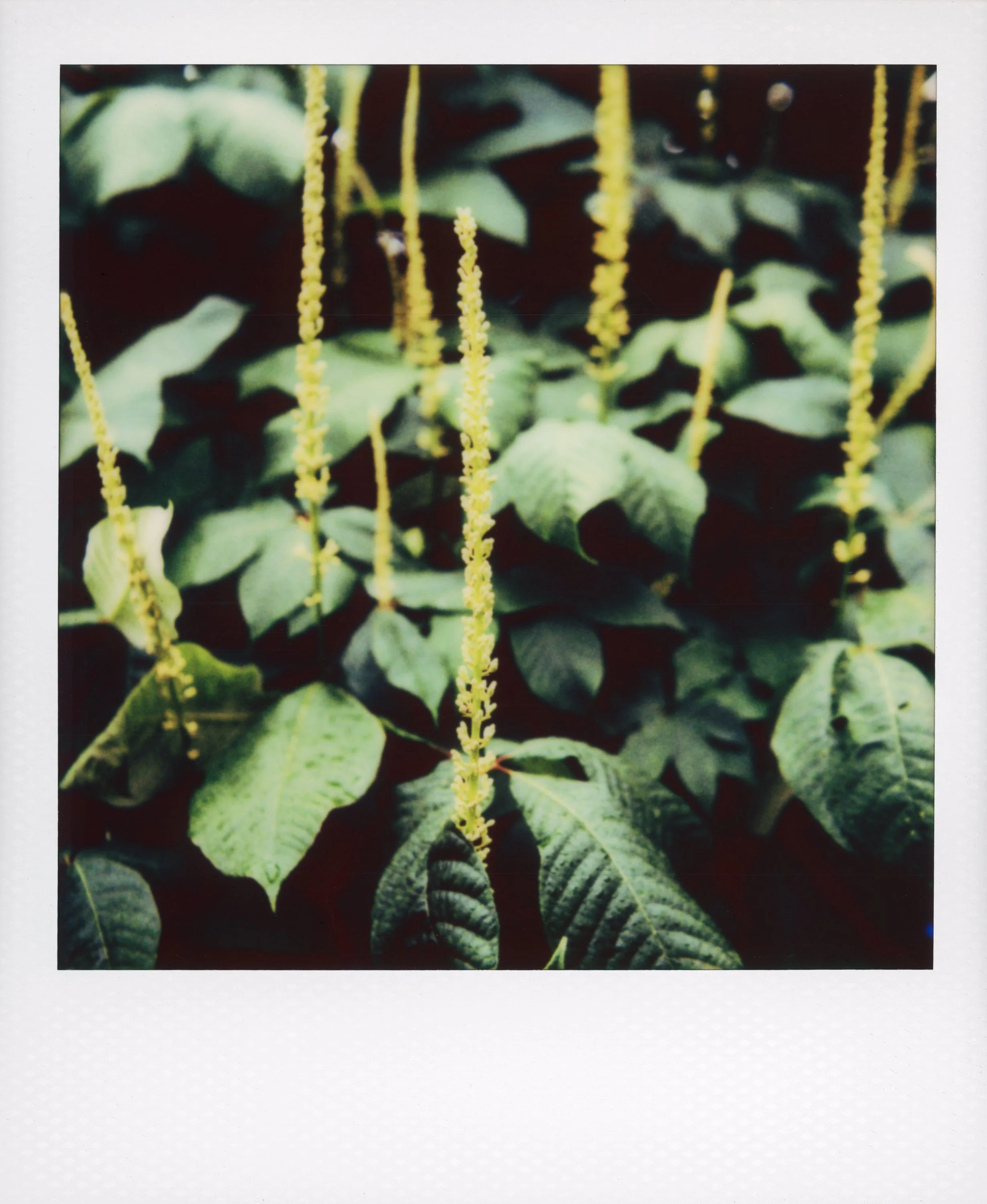 Polaroid-37.jpg