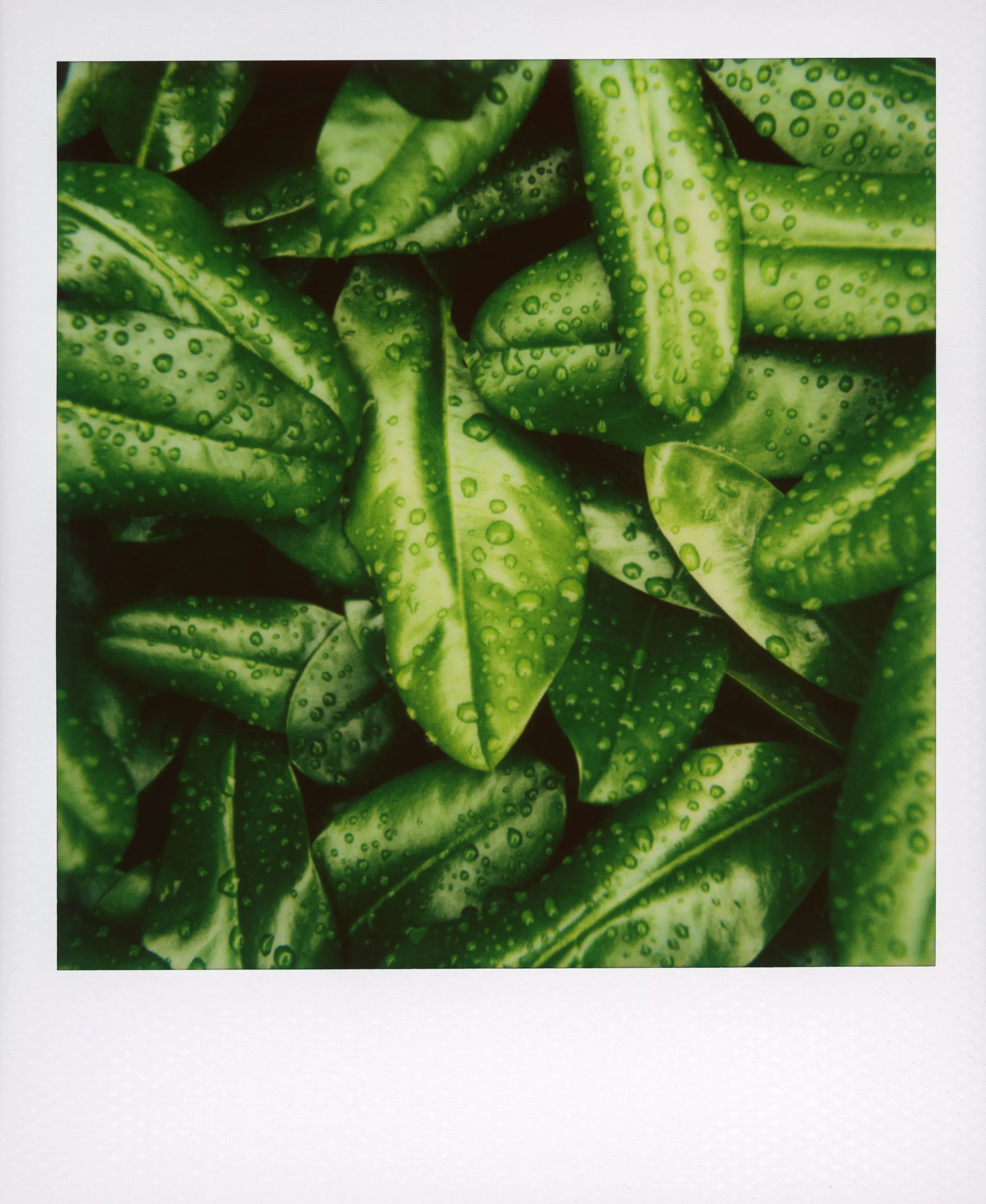 Polaroid-87.jpg