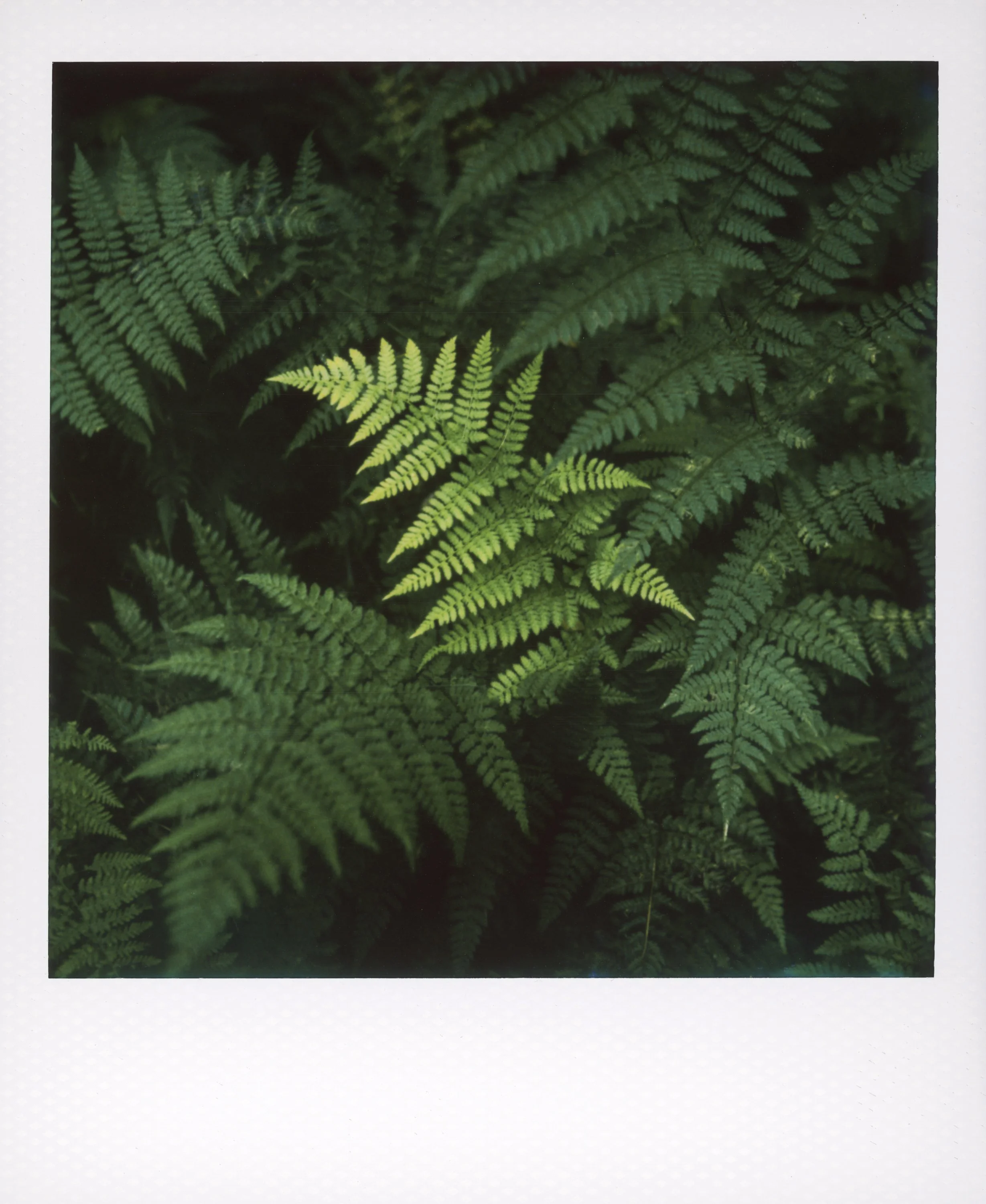 Polaroid-96.jpg