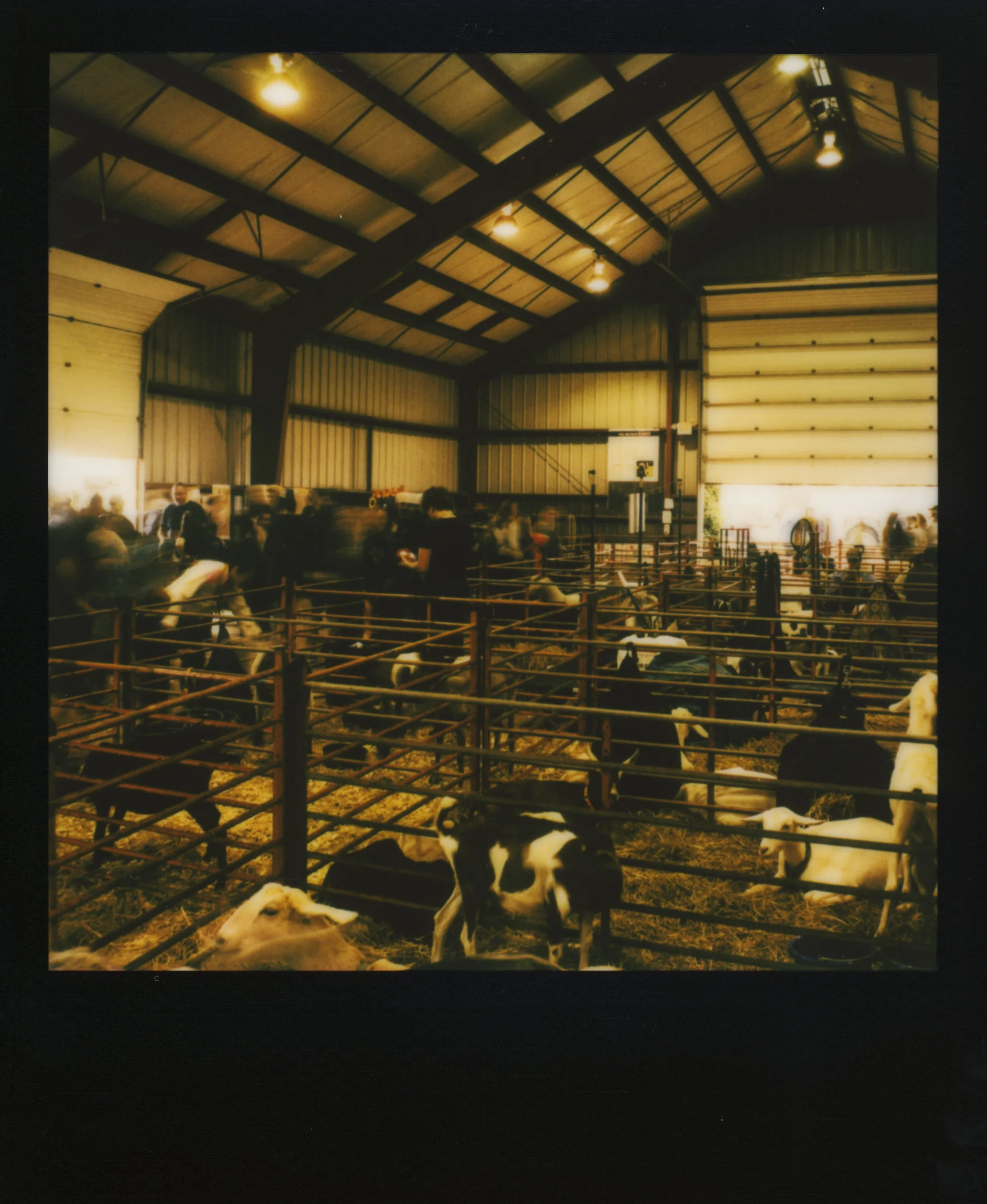 Polaroid-125.jpg