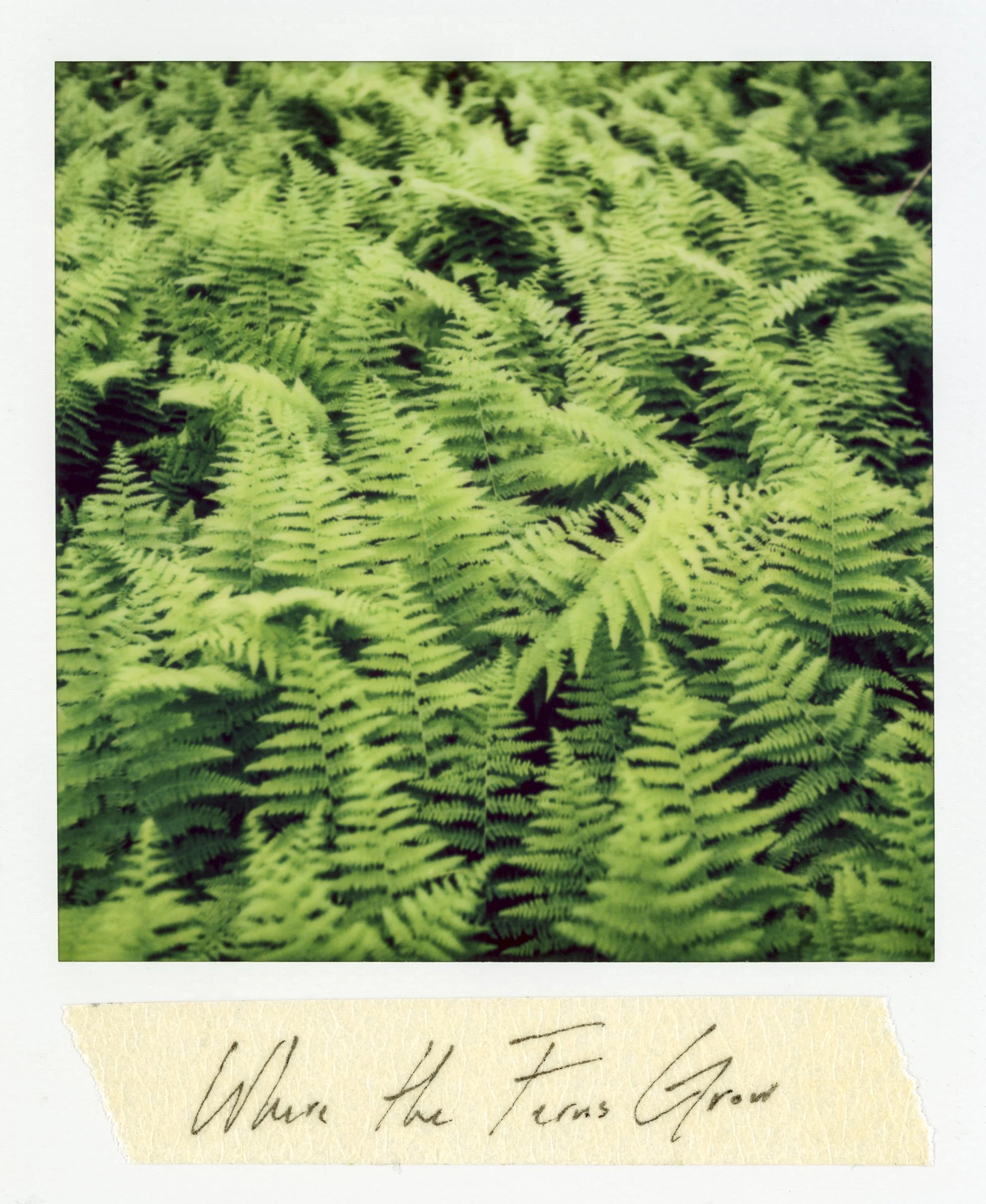 Polaroid-151.jpg