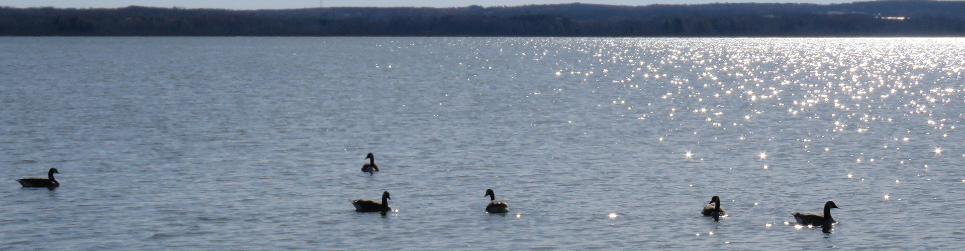 slides-spillway-ducks.jpg