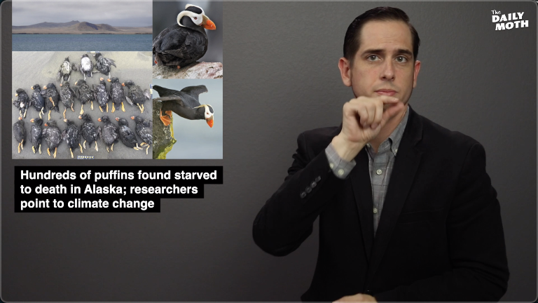 The Daily Moth 5-31-2019