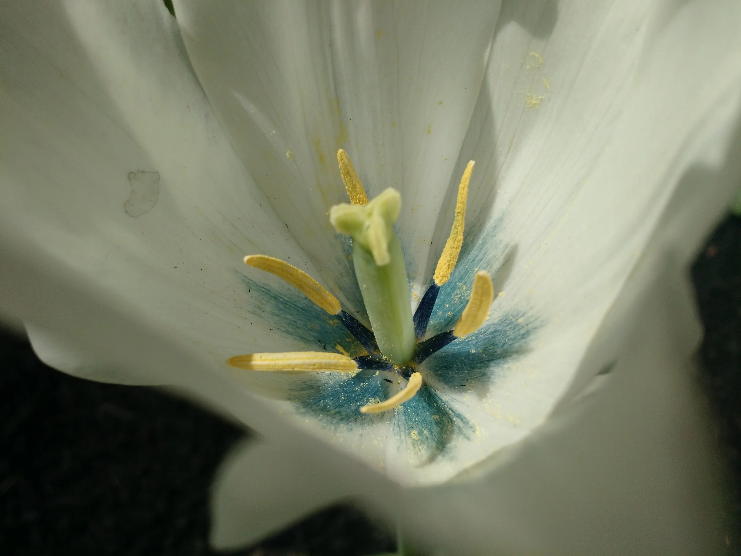 AmbLgt-Flower-3.jpg