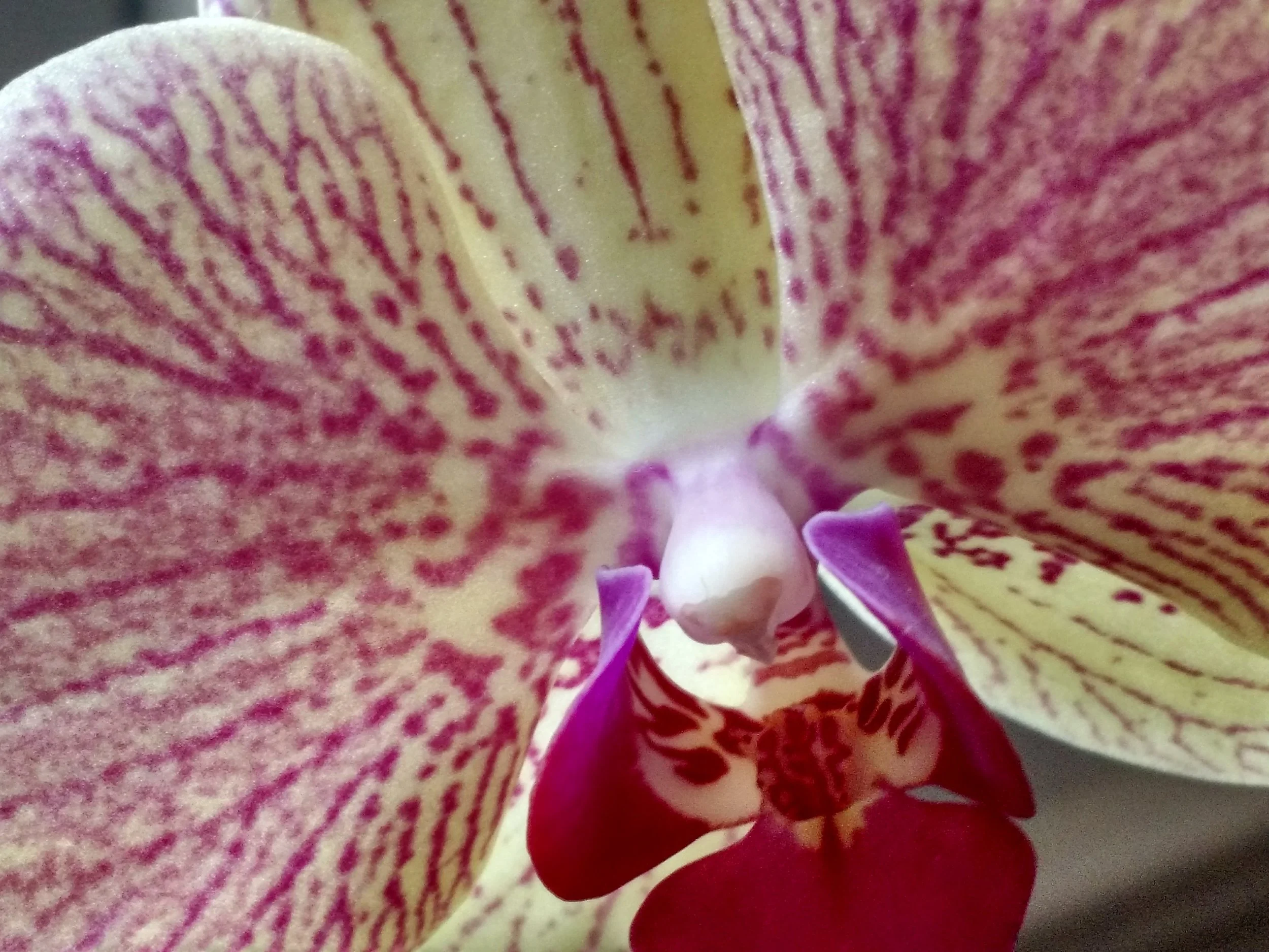 AmbLgt-Flower-2.jpg