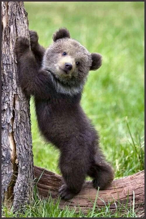 Eve at age five was a delightful and engaging Kodiak Bear Cub (KBC) with a propensity for climbing, digging, and snuggling up to nature. She was destined a few decades later to change her name to reconnect with her original KBC roots.