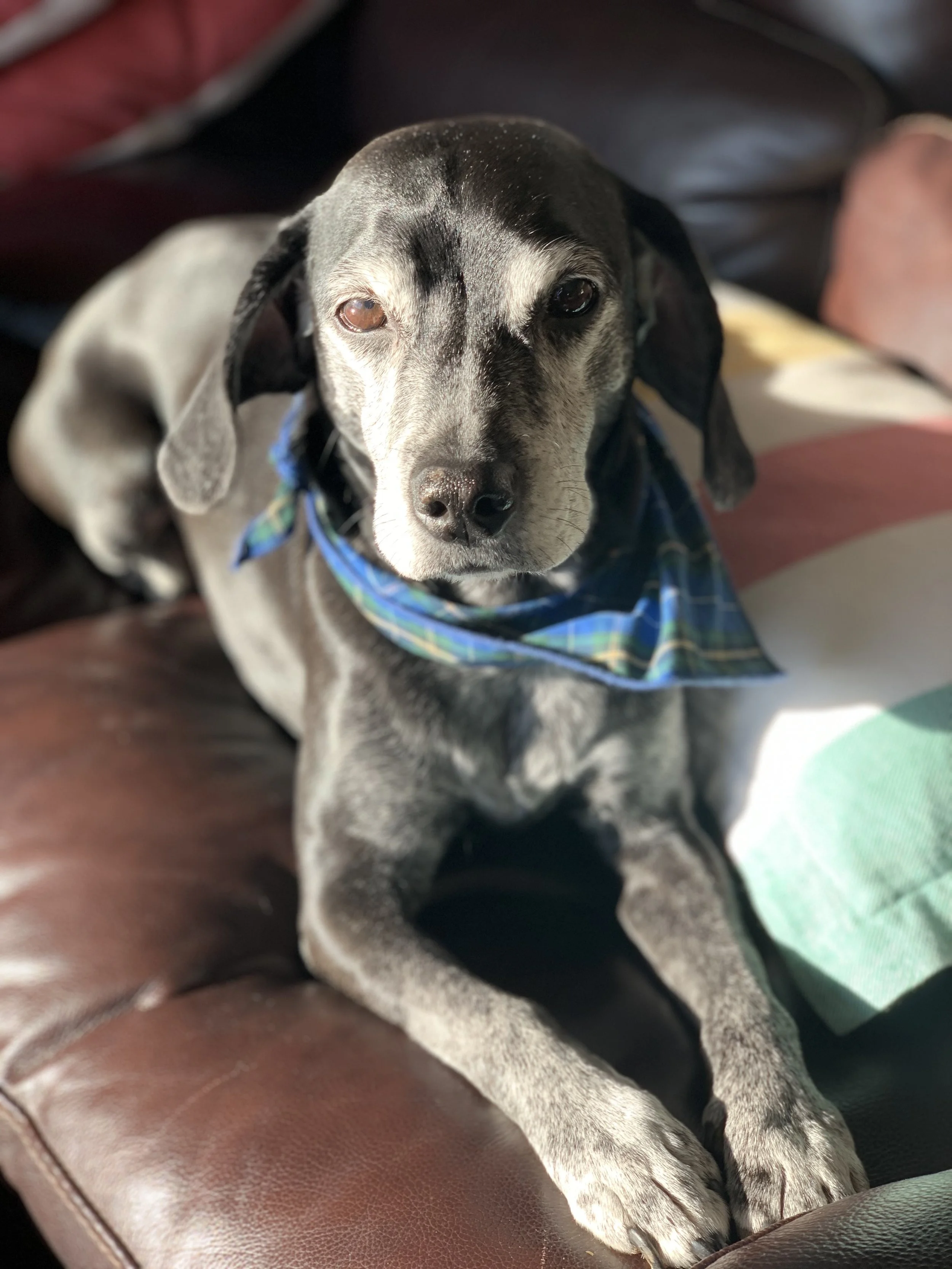 In Loving Memory of an Exceptional Companion: Boo Boo Bear, 2008-2023