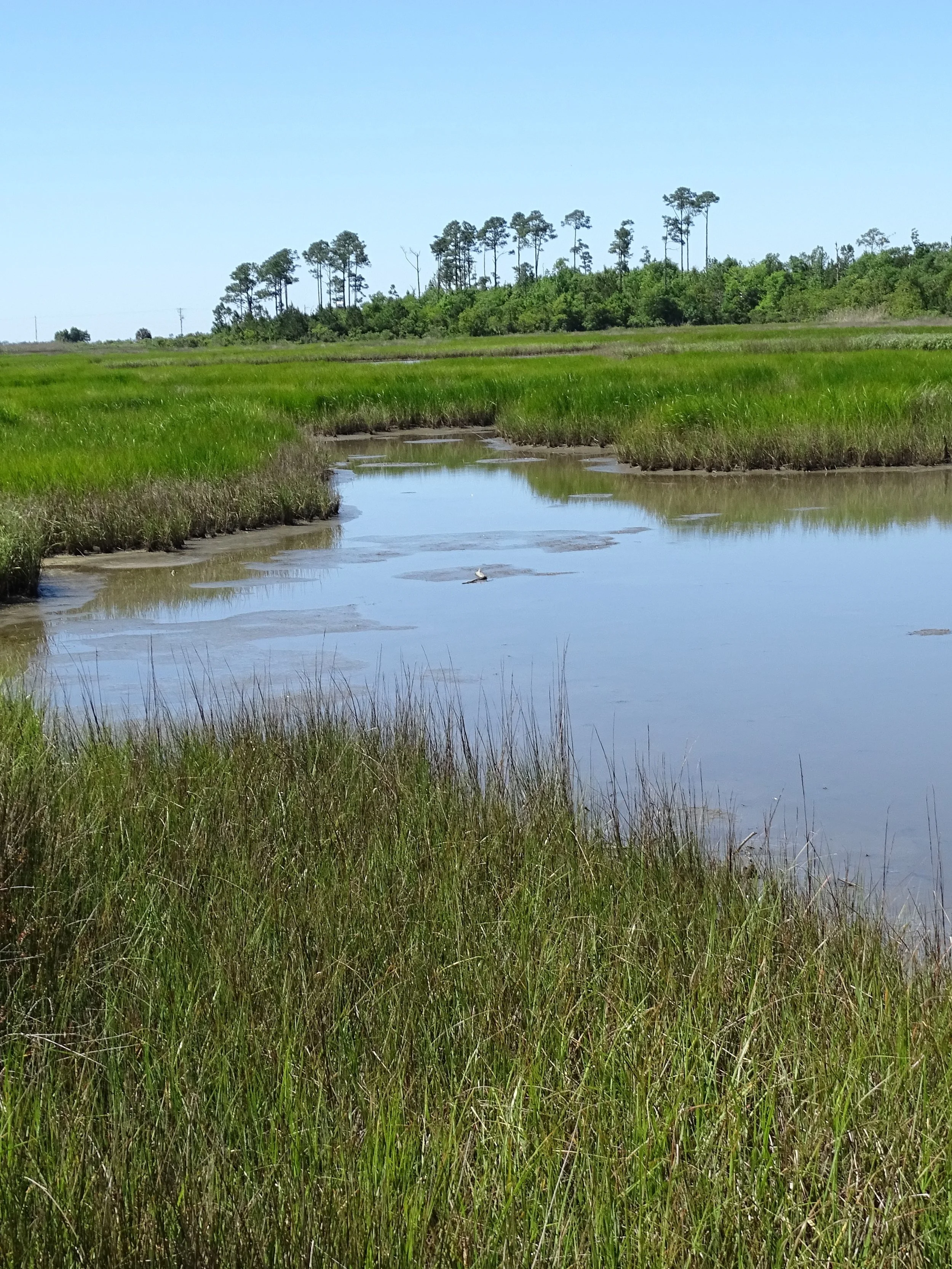  Insect repellant makes the visit to the Buccaneer State Park wetlands more enjoyable, but the mosquitos won’t drive you away even without it.     