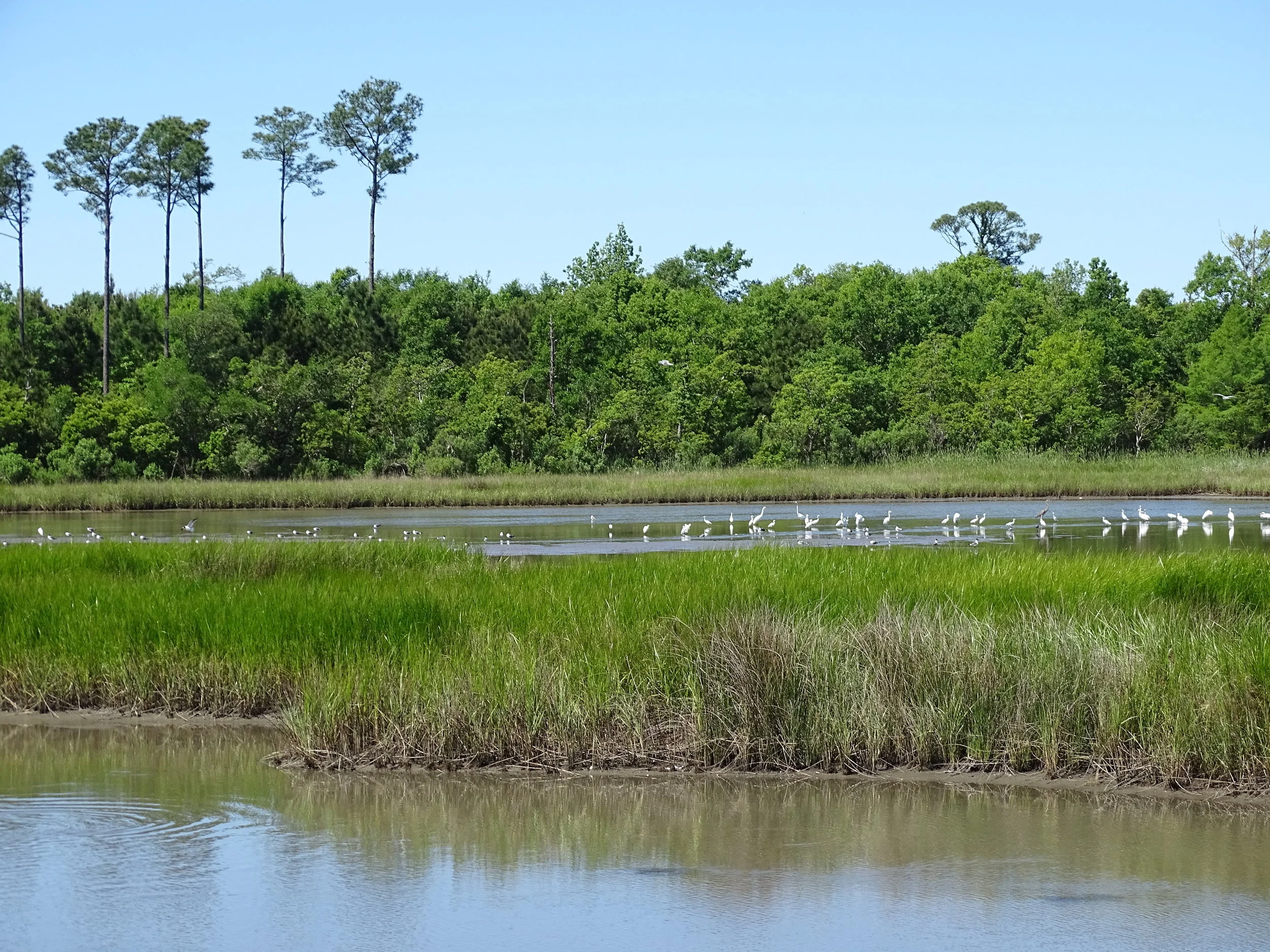  Pirates Alley Nature Trail delivers plenty of action for birdwatchers. 