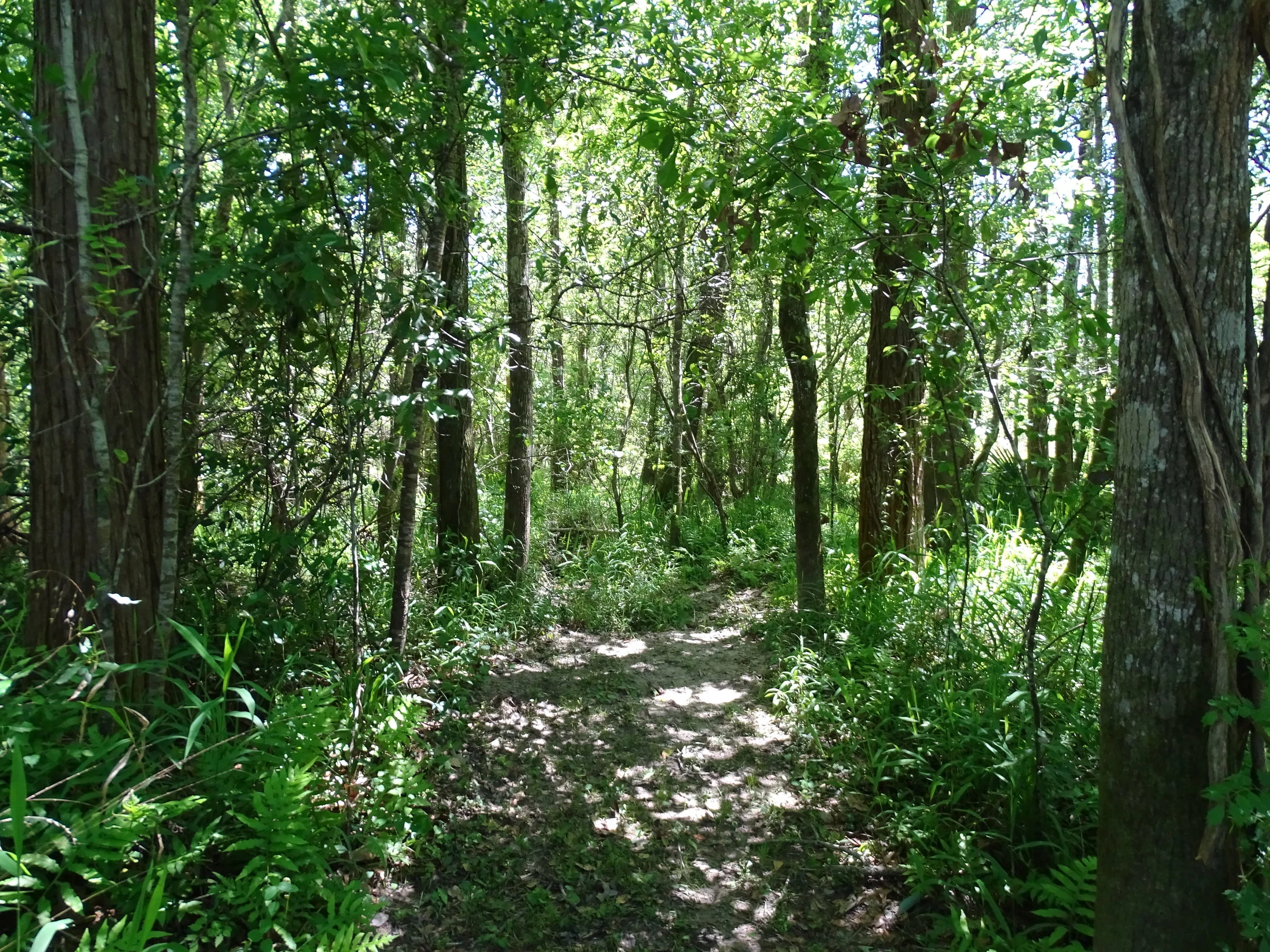  Hiking next to the Wolf River is possible but difficult due to the thick vegetation and wetlands.  