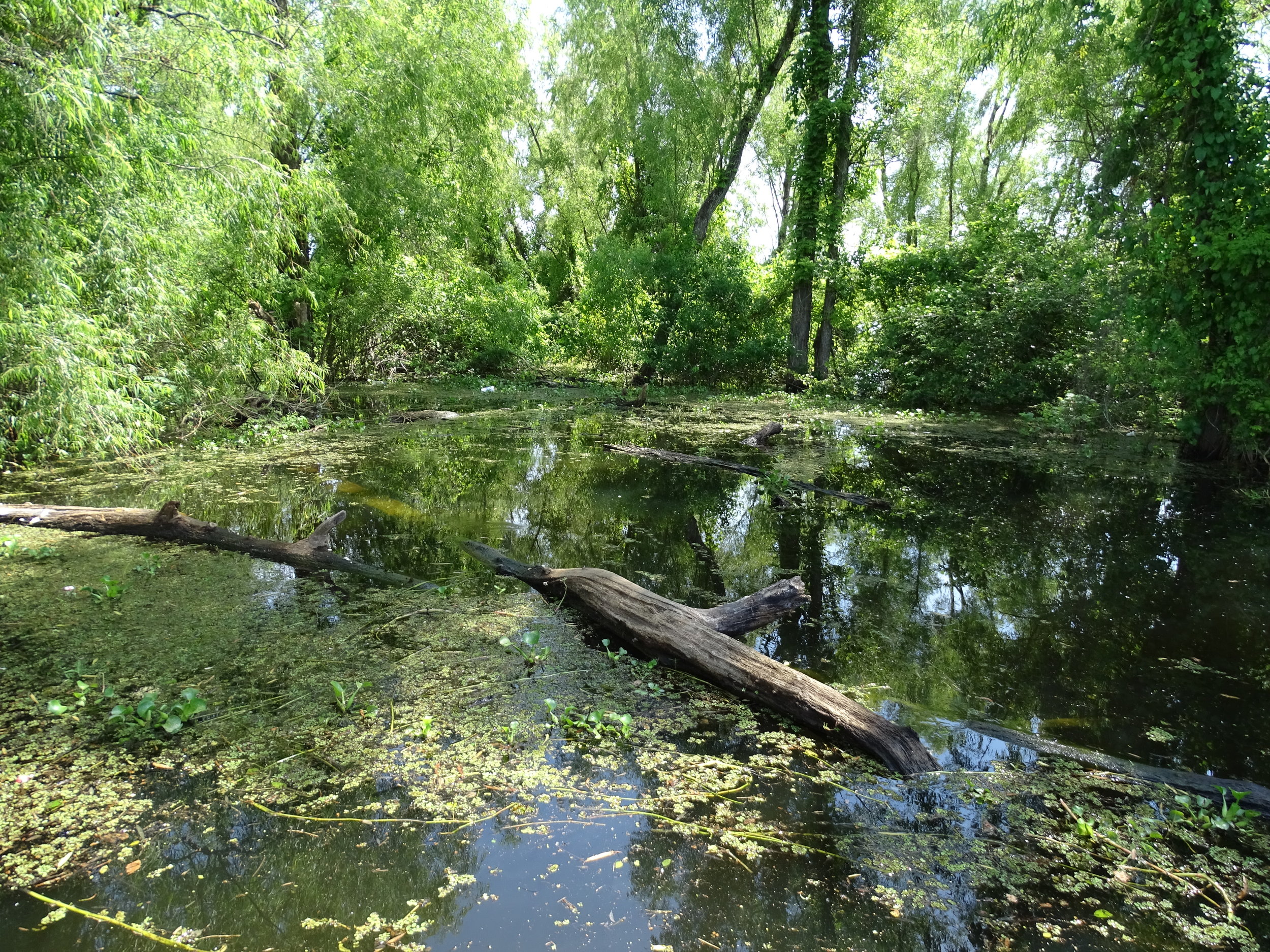 Louisiana: Get In A Boat If You Want A True Swamp Experience