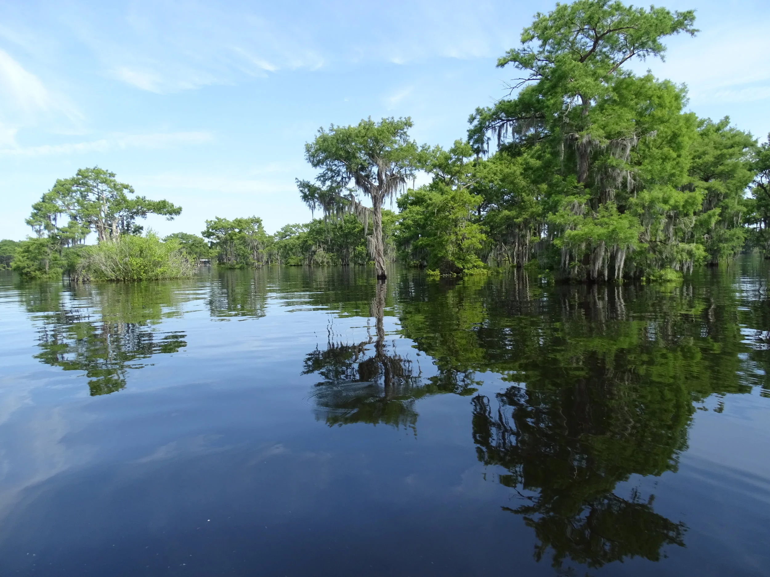  Somehow trees thrive in the swamp even when surrounded by water. 