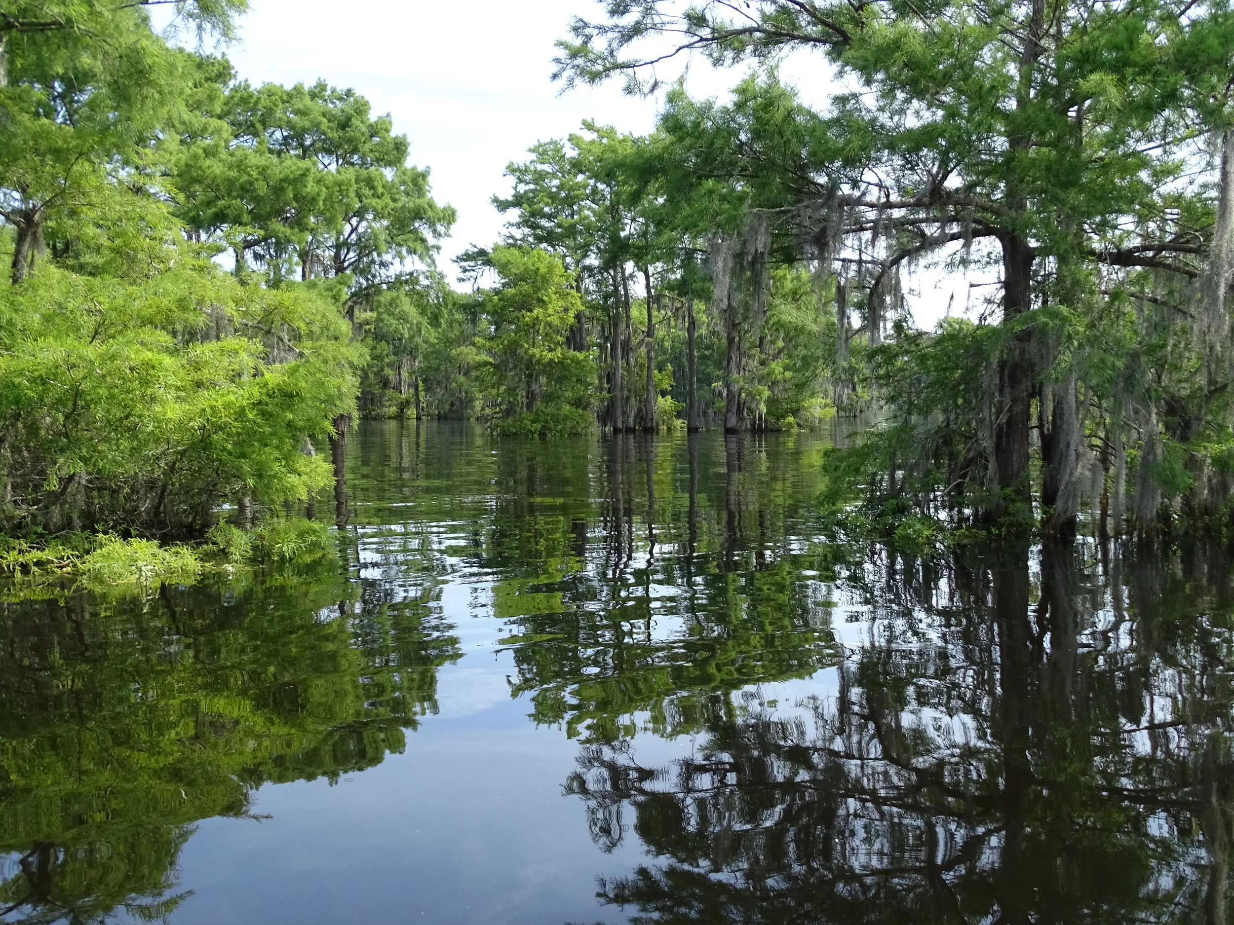  Natural beauty abounds on the swamp tour. 