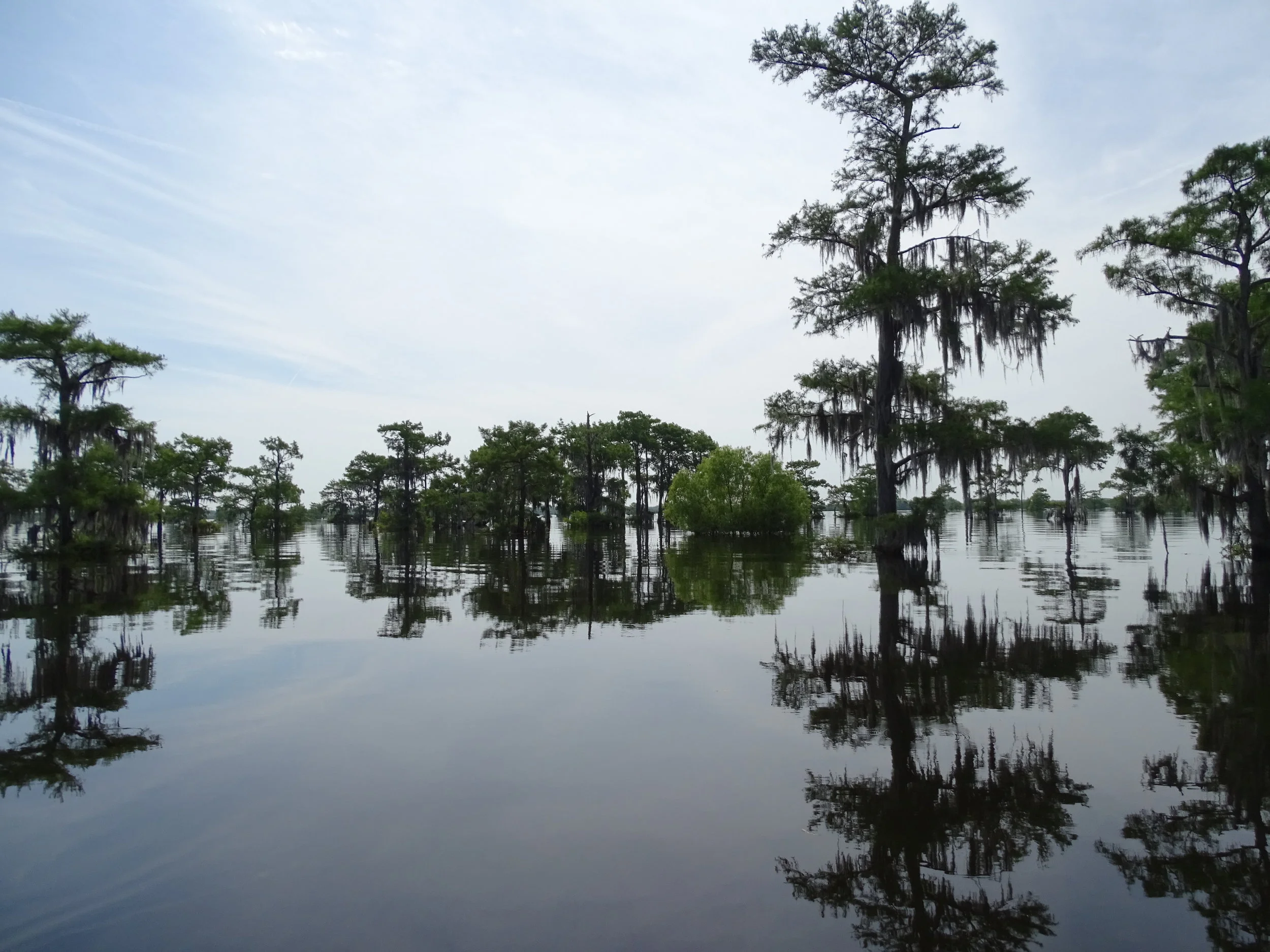  Expect to shoot a lot of photos on your swamp tour. 