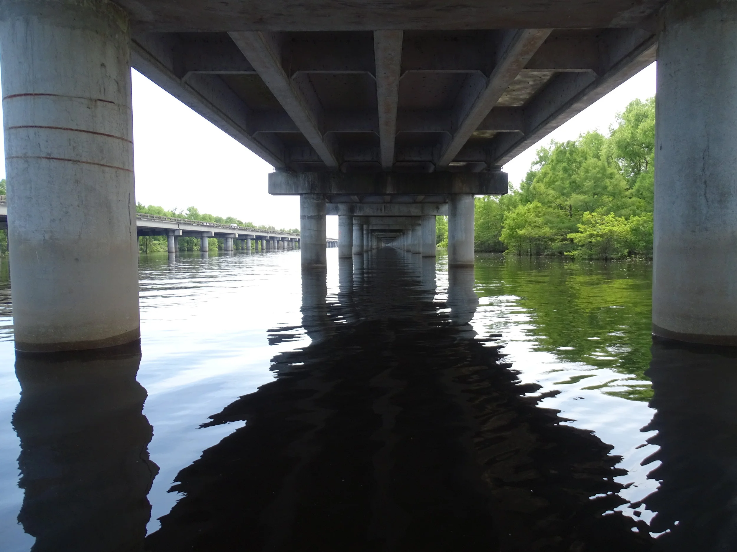  The swamp tour goes under both spans of the Atchafalaya Basin Bridge. 