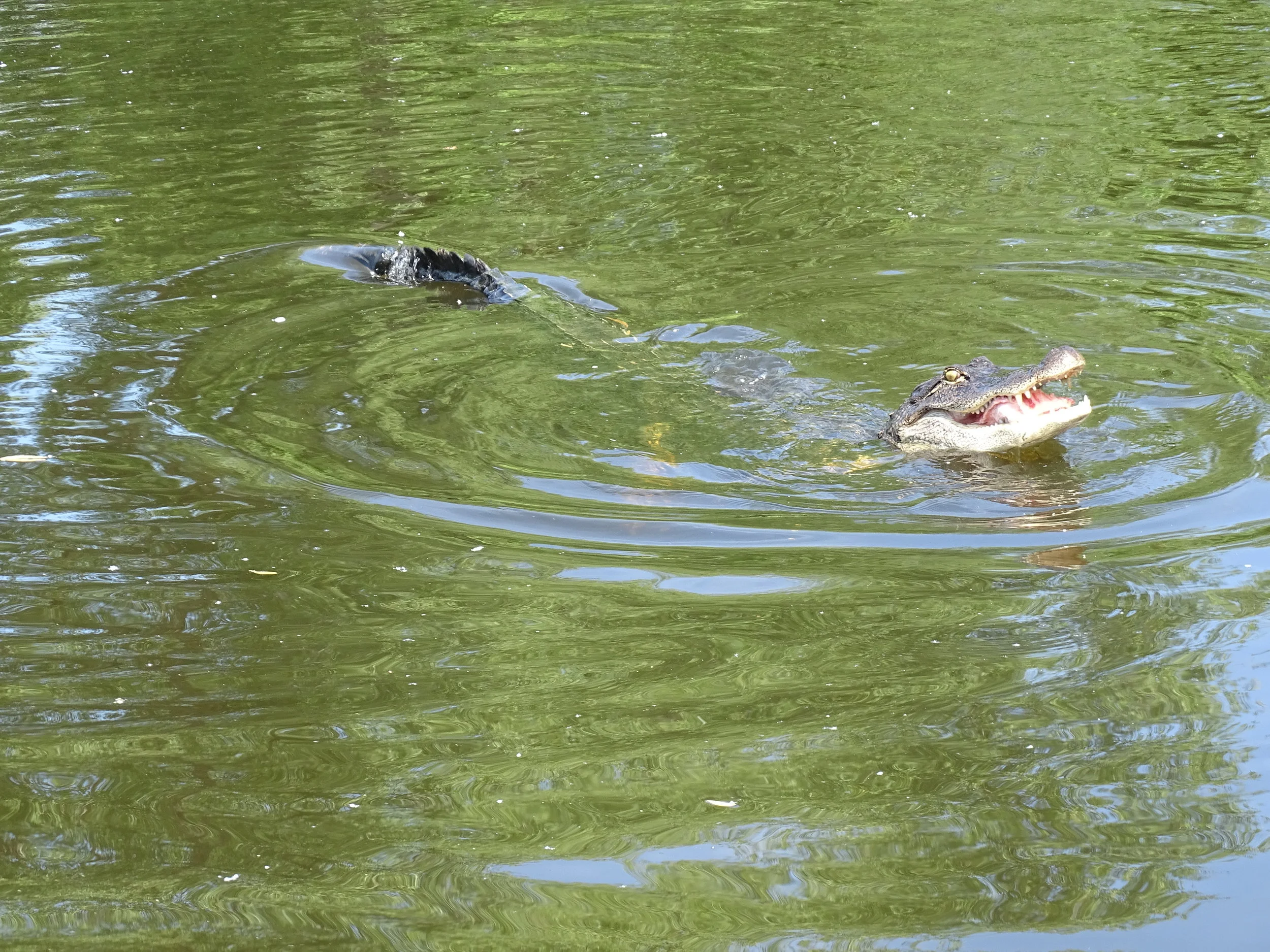  Alligators float effortlessly and move forward quickly with a swish of the tail. 