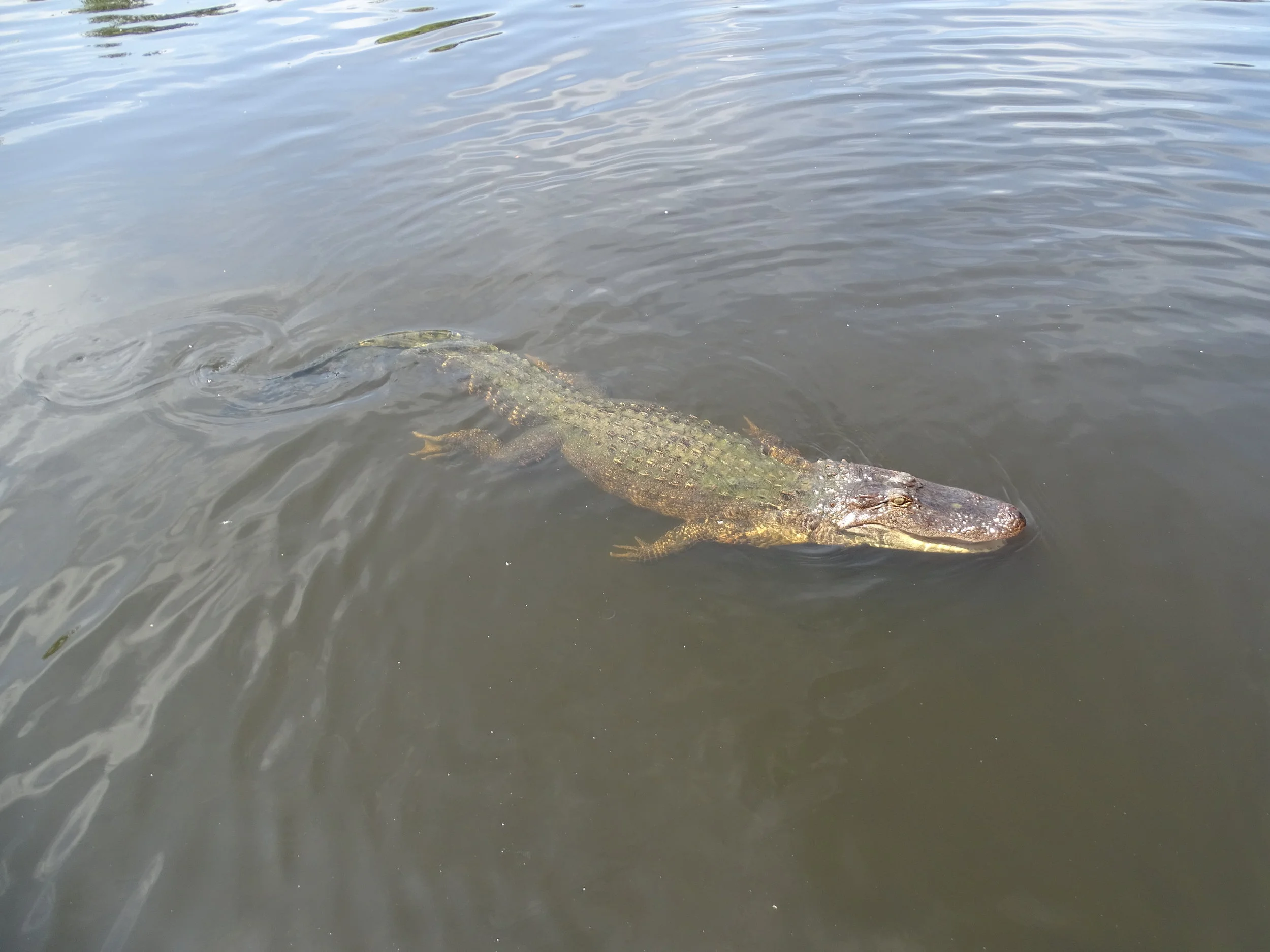  An alligator swims toward the boat expecting a snack. 