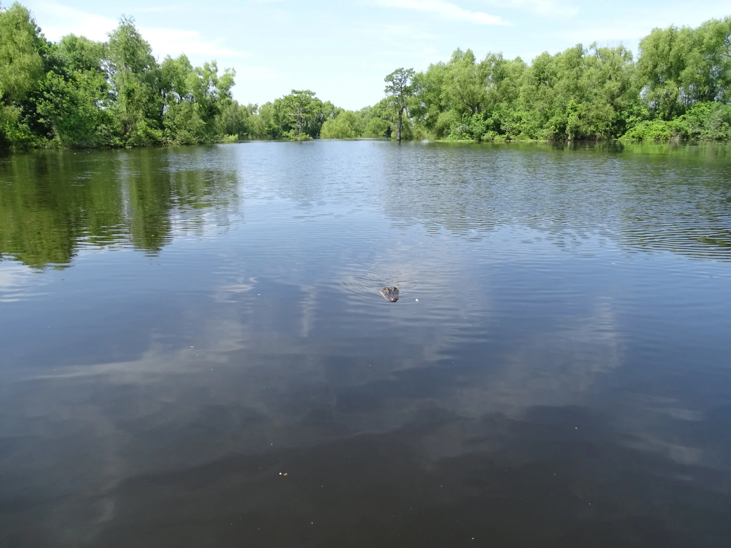  An alligator keeps a low profile while approaching its target. 