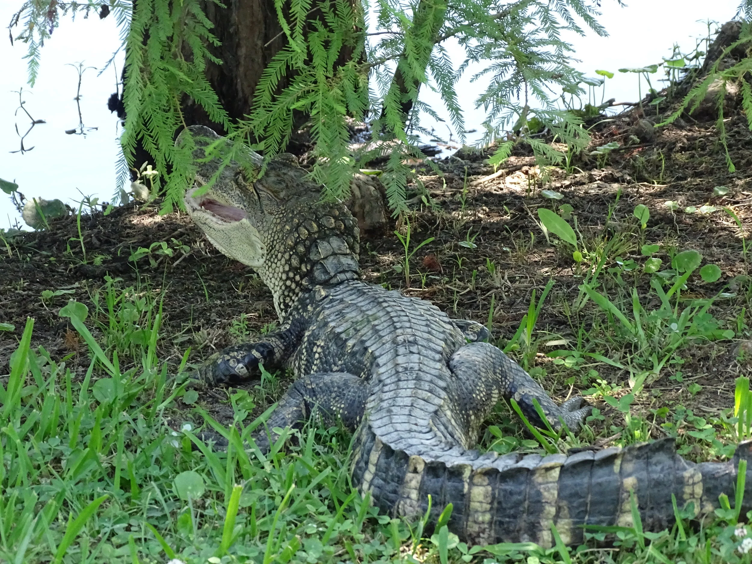  An Avery Island alligator chills out under the shade of a cypress tree. 