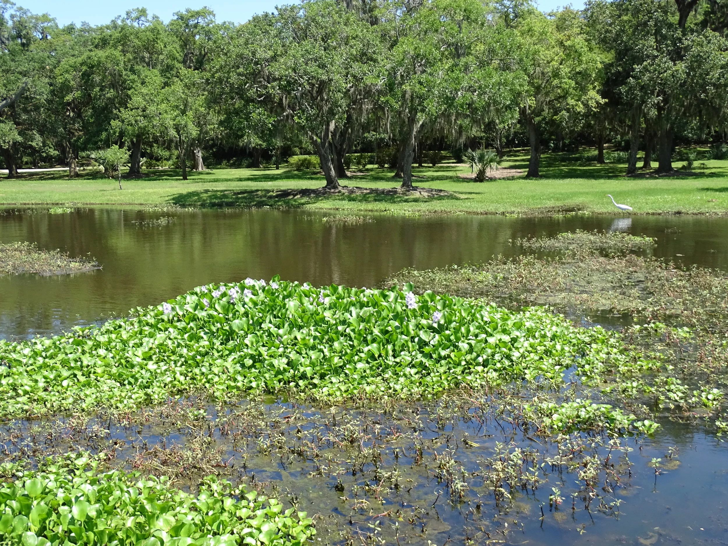  The Jungle Gardens offers visitors many excellent photo opportunities. 