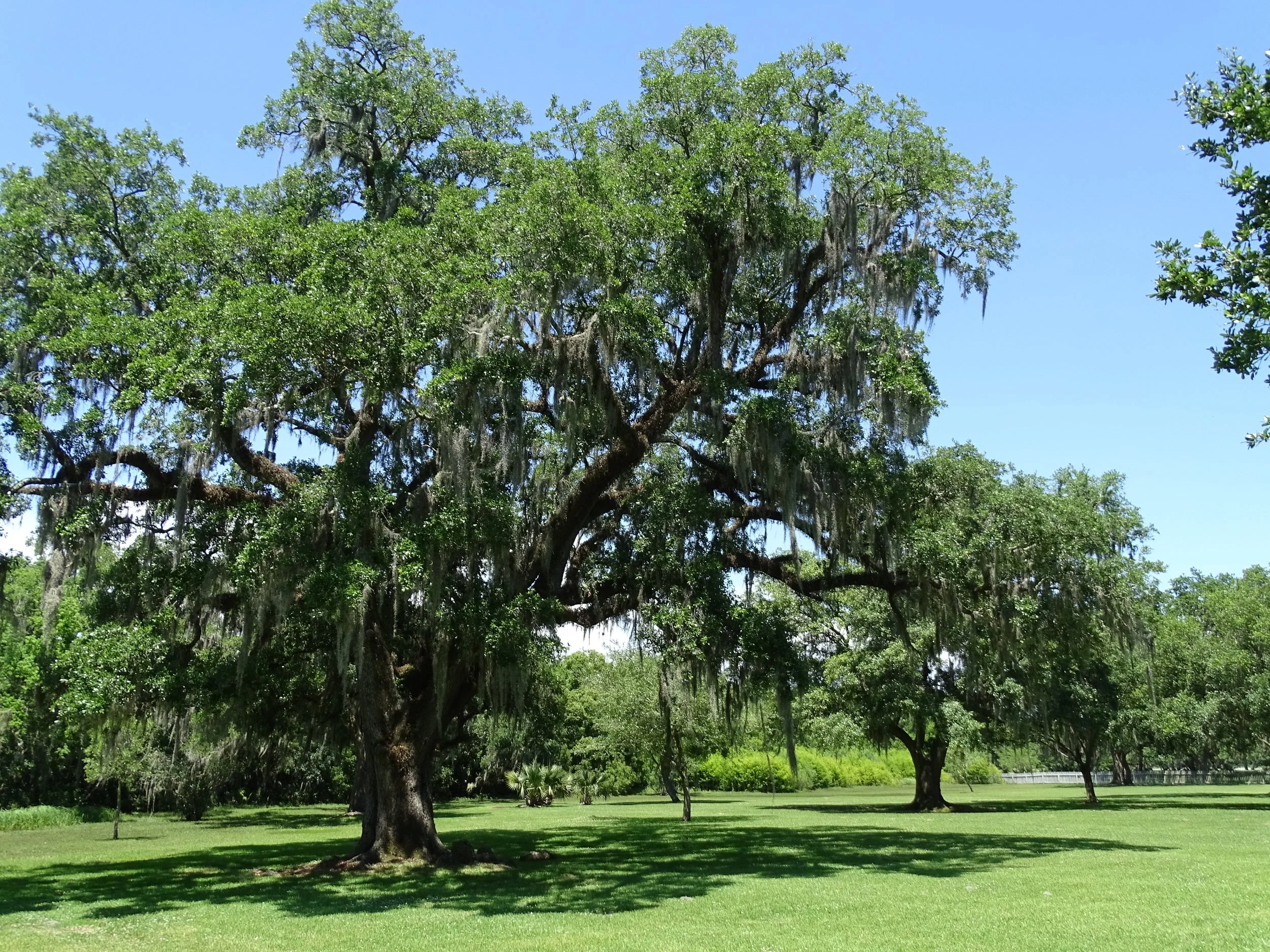  Stately oak trees near the Jungle Gardens entrance set the stage for a memorable visit 