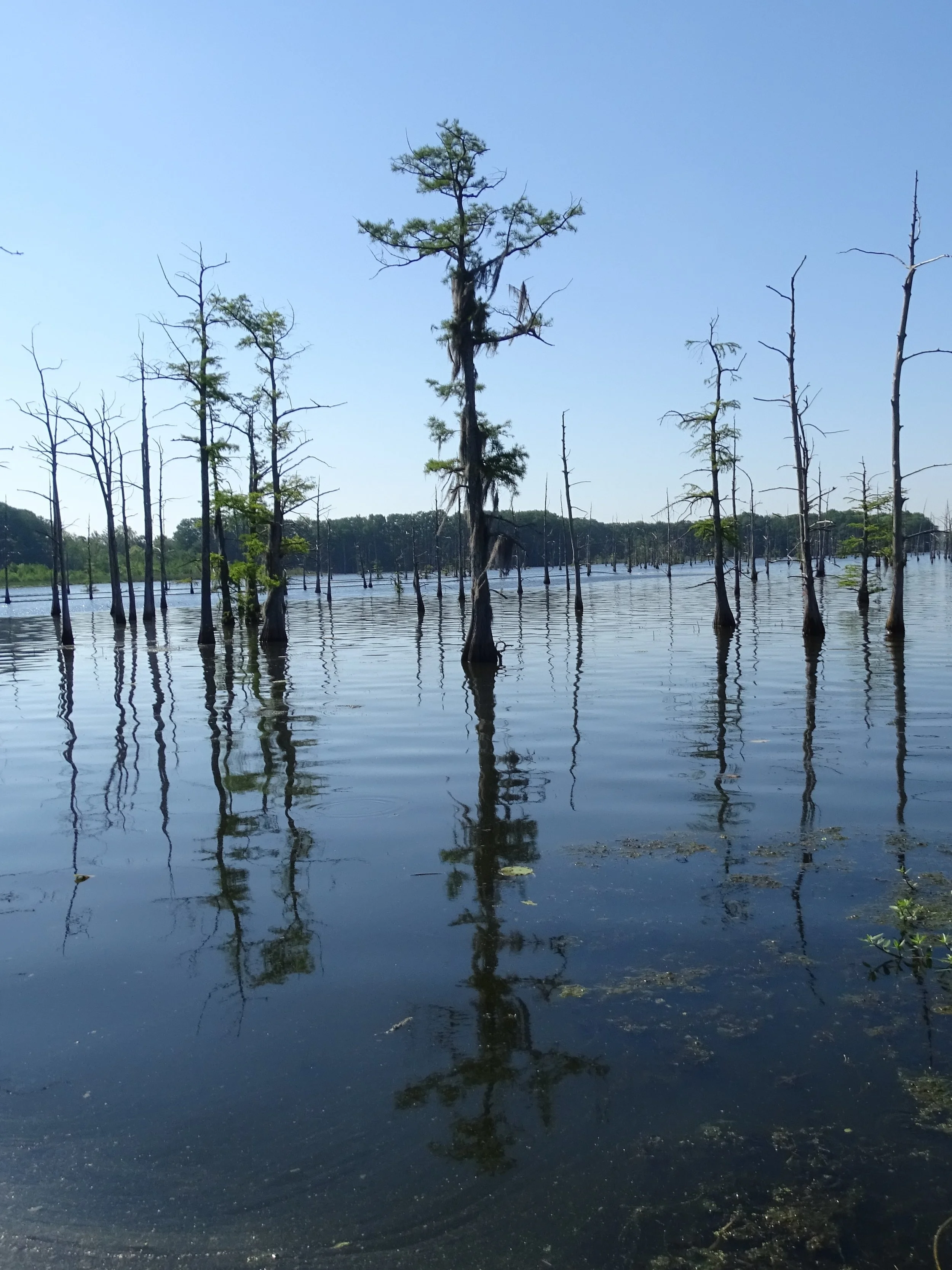 Louisiana: Get a Closeup View of Nature at the Black Bayou National Wildlife Refuge