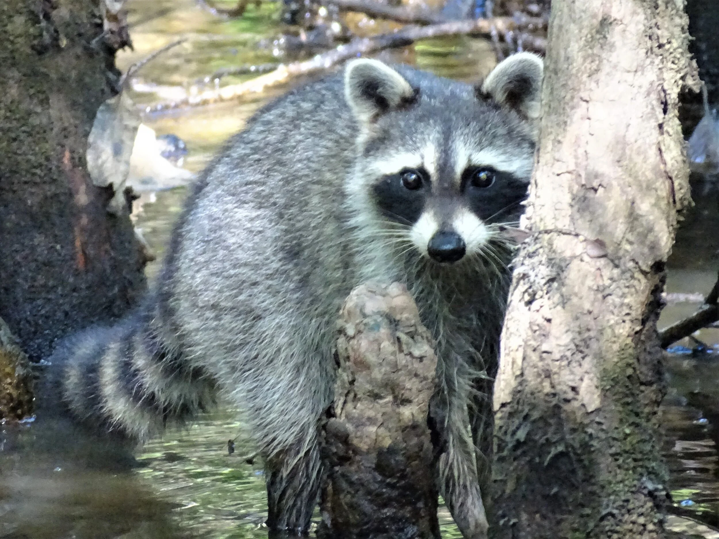 Louisiana: Tickfaw near Baton Rouge Is a Hidden Gem