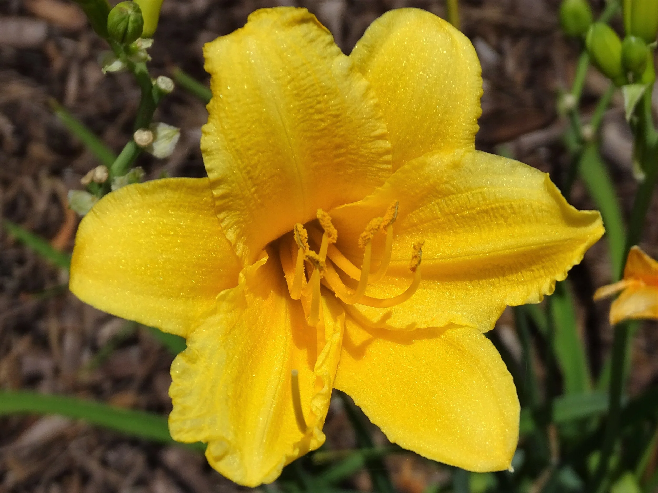 Beautiful Flowers from Our 2019 Travels